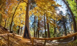 Weekend adrenalinico nei parchi avventura italiani