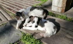 Cuccioli cane e gatto