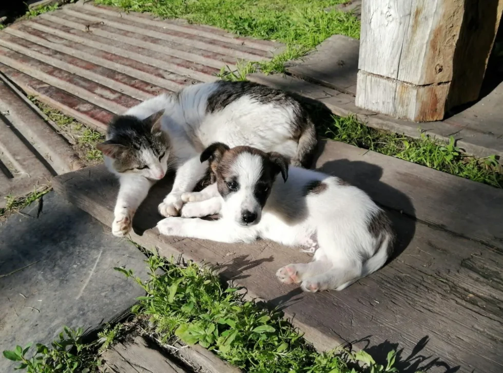 Cuccioli cane e gatto