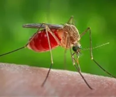 West Nile