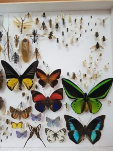 Zoolofia