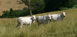 Coldiretti Campania: via libera agli indennizzi nelle zone interessata dalle Pratiche Locali Tradizionali