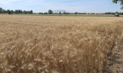 Grano della campania