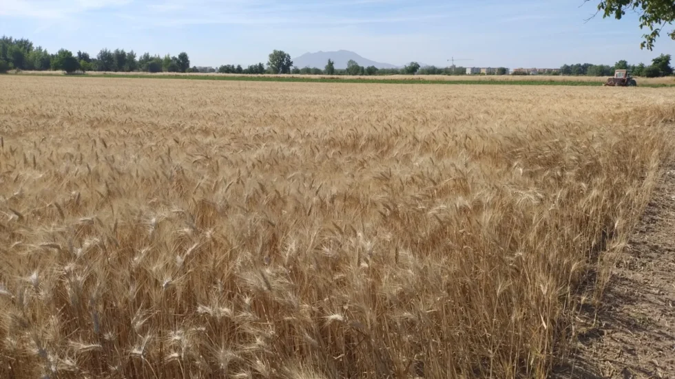 Grano della campania