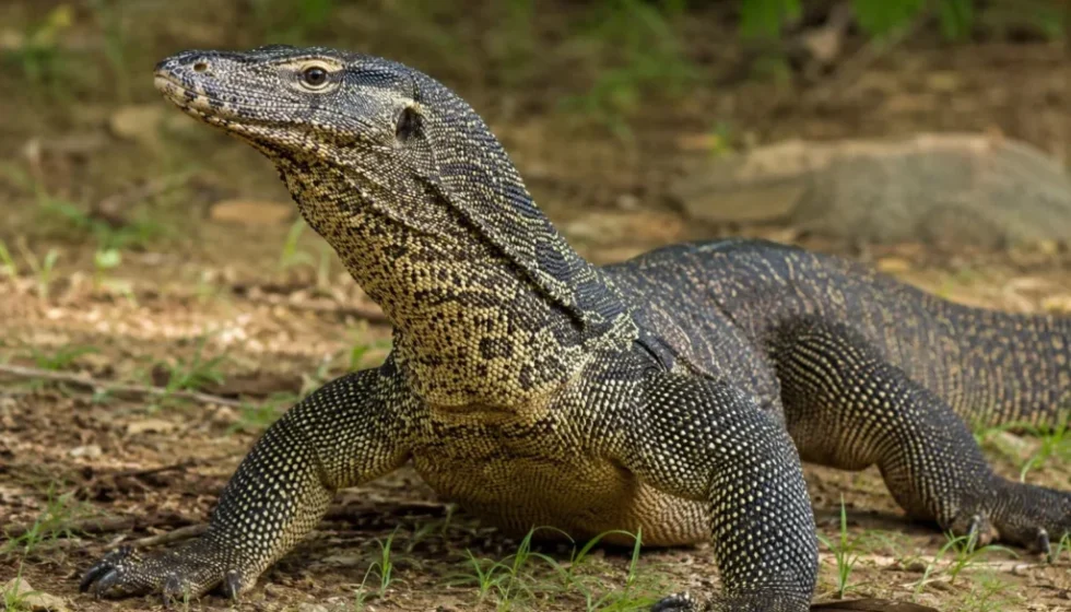Varano adulto appoggiato al suolo in un ambiente naturale, con il corpo ricoperto da squame scure e il collo sollevato.