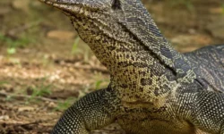 Varano adulto appoggiato al suolo in un ambiente naturale, con il corpo ricoperto da squame scure e il collo sollevato.