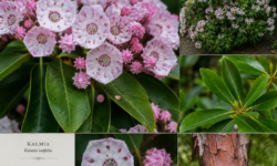 Kalmia con fiori rosa chiaro, boccioli e foglie verdi, mostrata in diversi dettagli botanici.