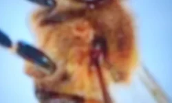 Img mfnr