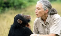 Jane goodall