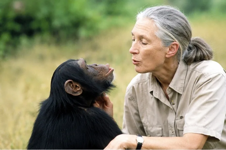 Jane goodall
