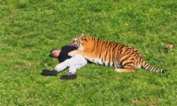 Sbranato da una tigre in UK: Trump posta una parodia sui social