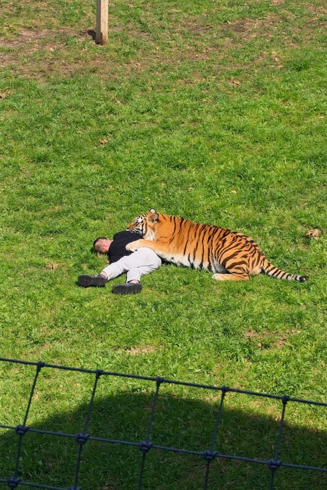 Sbranato da una tigre in UK: Trump posta una parodia sui social